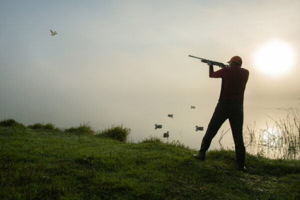 Silhouette of the hunter shooting into flying duck at sunrise.